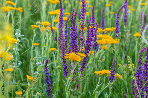 Fototapeta Naklejka Na Ścianę i Meble -  spring flowers in the field