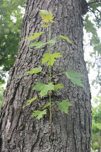 Tree Branch Growth