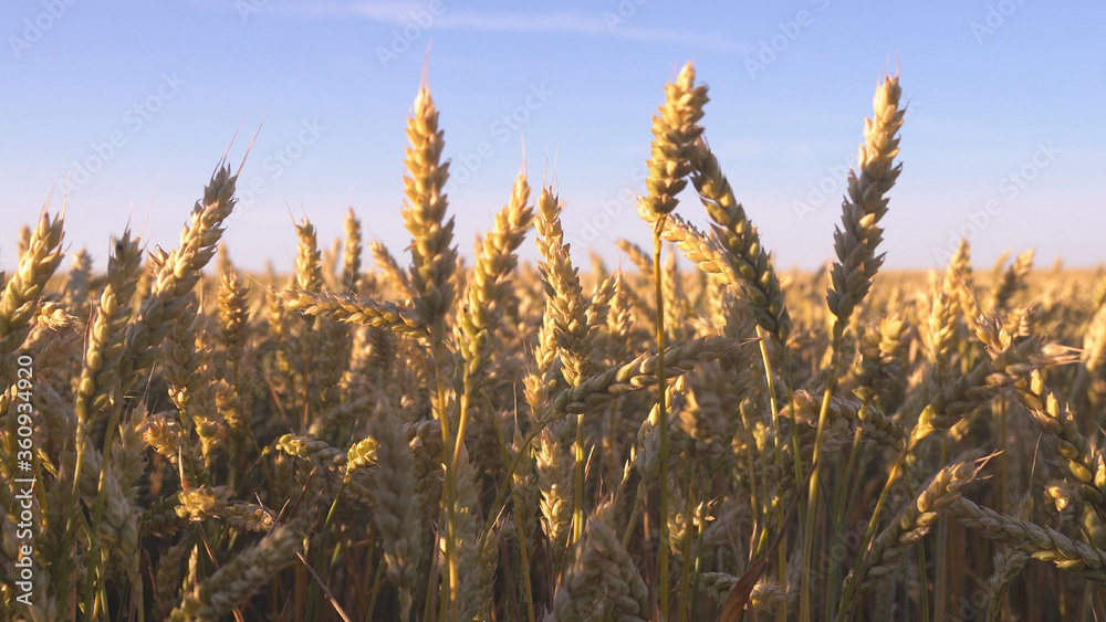 Wheat field. Ears of golden wheat close up. Wheat field. Ears of golden wheat close up.