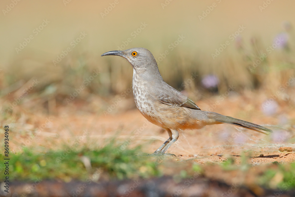 Curve-billed thrasher (Toxostoma curvirostre), South Texas, USA Curve-billed thrasher (Toxostoma curvirostre), South Texas, USA
