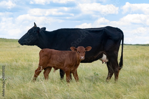 Cow with a calf on a green field