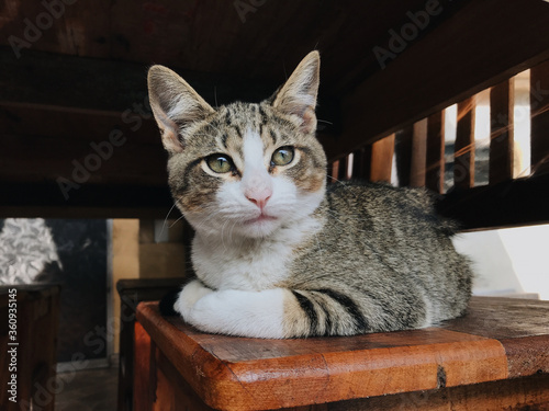 cat on the table