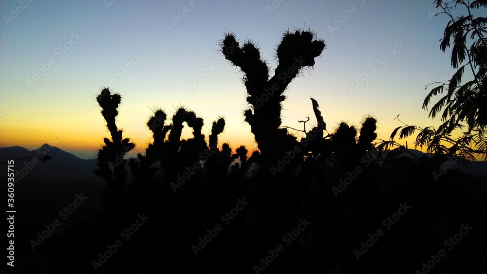 Cactus plant silhouette at sunset