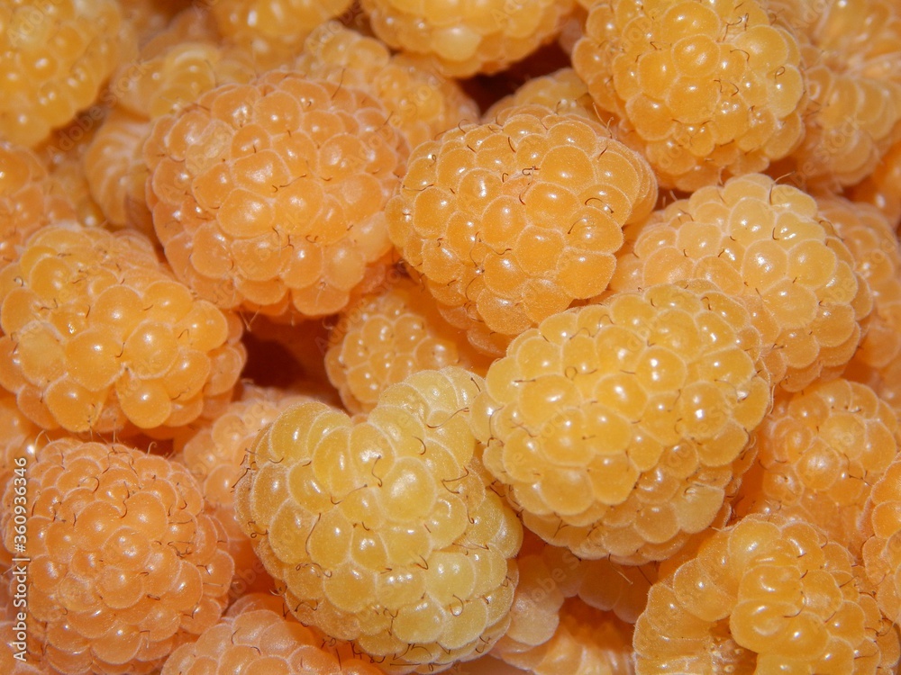 Background photo banner texture design wallpaper of sweet yellow orange juicy ripe raspberries. Background photo banner texture design wallpaper of sweet yellow orange juicy ripe raspberries.