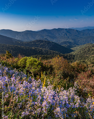 Beautiful purple wildflowers frame the Blue Ridge mountains in autumn