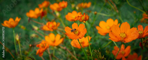Photography orange flowers with one bee
