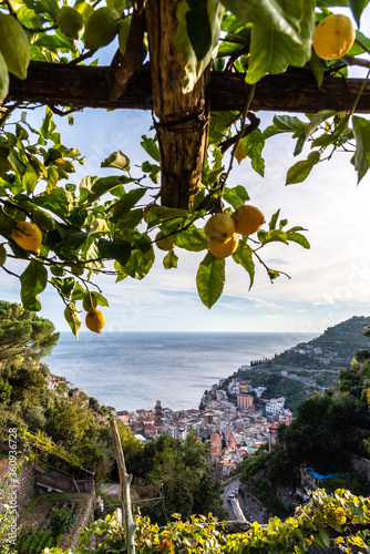 Lemons on Trees with Italian mediterranean City in the Background