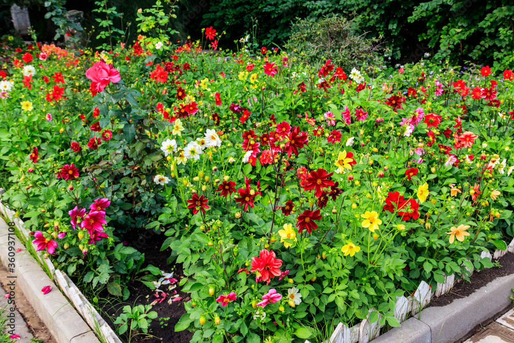 Colorful dahlia flowers on a flower bed