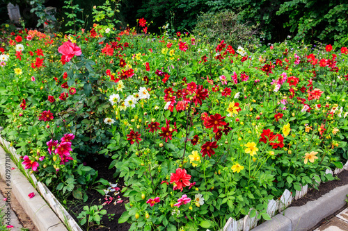 Fototapeta Naklejka Na Ścianę i Meble -  Colorful dahlia flowers on a flower bed