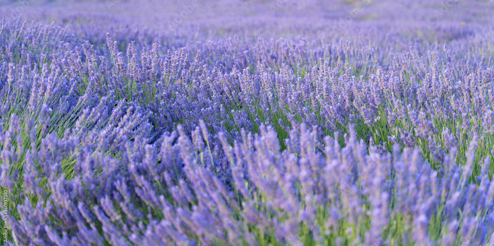 Amazing, beautiful shot of purple lavender flowers in nature 