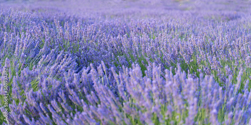 Amazing  beautiful shot of purple lavender flowers in nature 