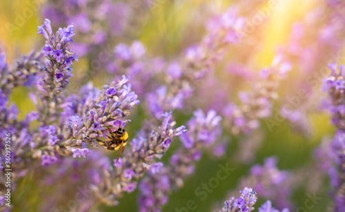 Lavender fields and bumblebee closeup 