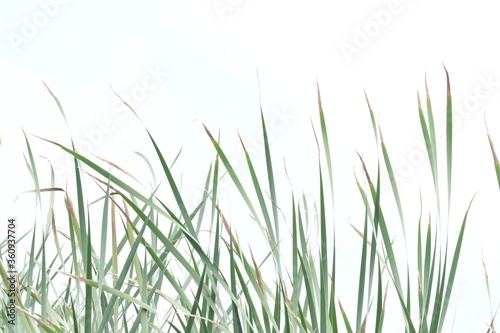 Blurred tropical wild grass leaves with softly style on white isolated background for green foliage backdrop 
