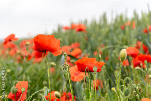Red poppy blossom and small poppyheads hidden in the corn field