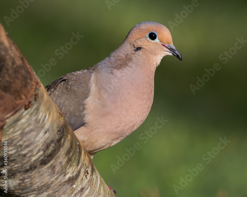 Mourning dove perched on a fallen tree. photo