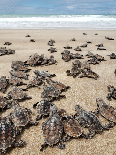 turtle on the beach