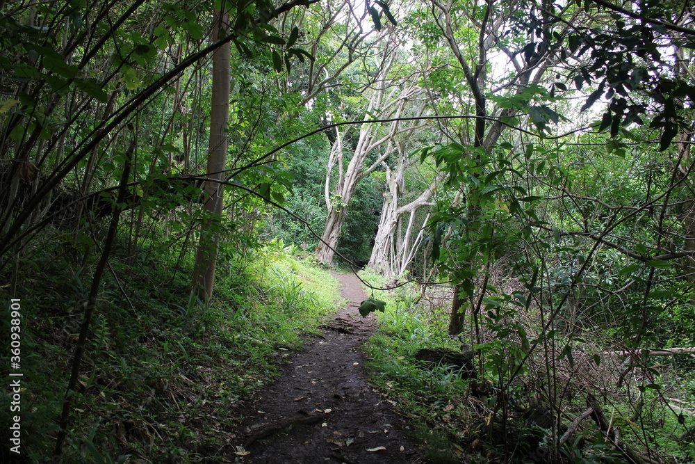 Obraz premium Ualaka'a Trail Tantalus Drive Oahu Island Hawaii