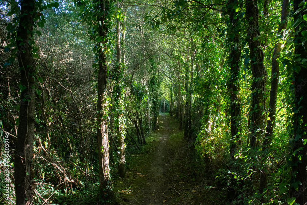 Obraz premium Forest path