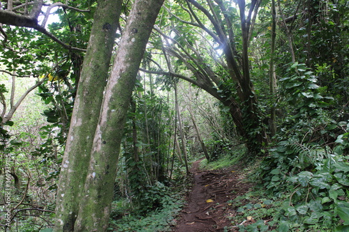 Ualaka a Trail Tantalus Drive Oahu Island Hawaii