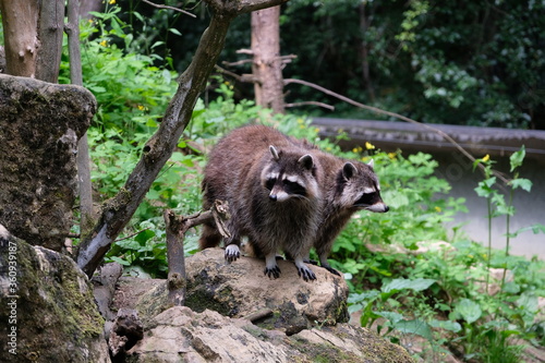 Cute racoons at the water