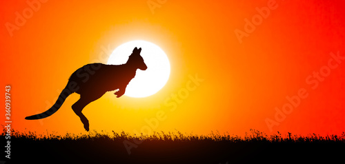 Kangaroo jumping at sunset