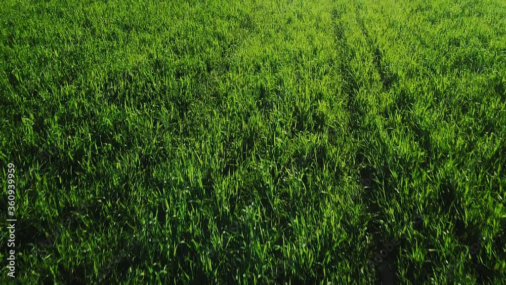 Green young crops in the field top view. Green young crops in the field top view.
