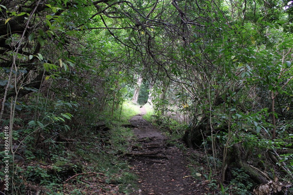 Obraz premium Ualaka'a Trail Tantalus Drive Oahu Island Hawaii