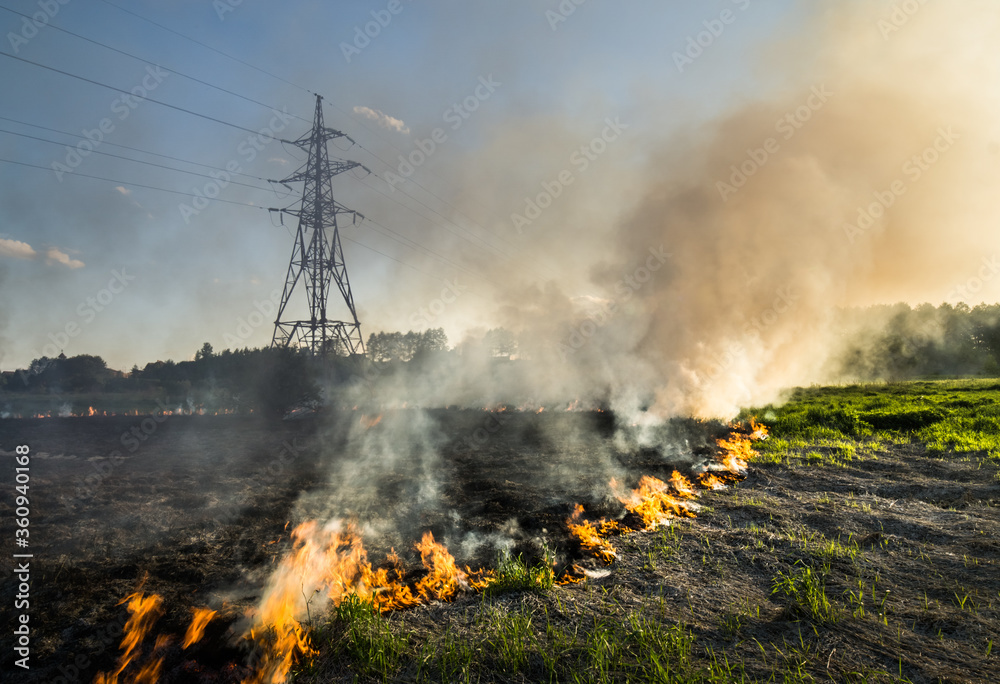Fototapeta premium The grass burns in a meadow. Ecological catastrophy. Fire and smoke destroy all life.