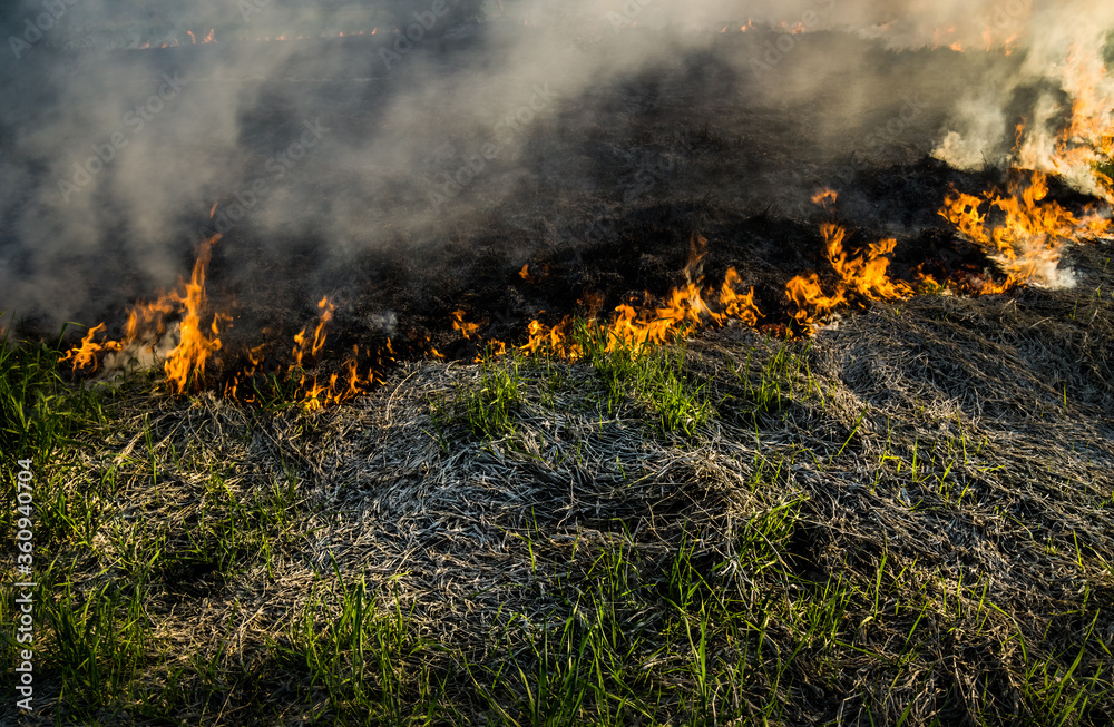 The grass burns in a meadow. Ecological catastrophy. Fire and smoke destroy all life. The grass burns in a meadow. Ecological catastrophy. Fire and smoke destroy all life.