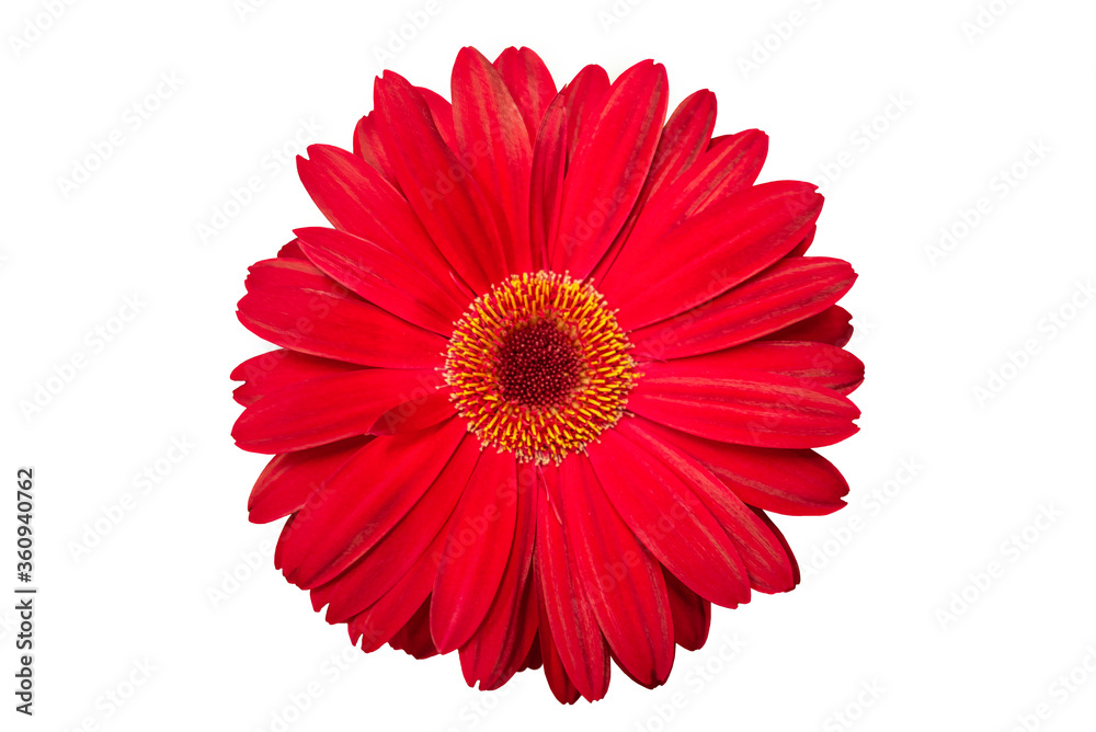 red gerbera flower isolated on white