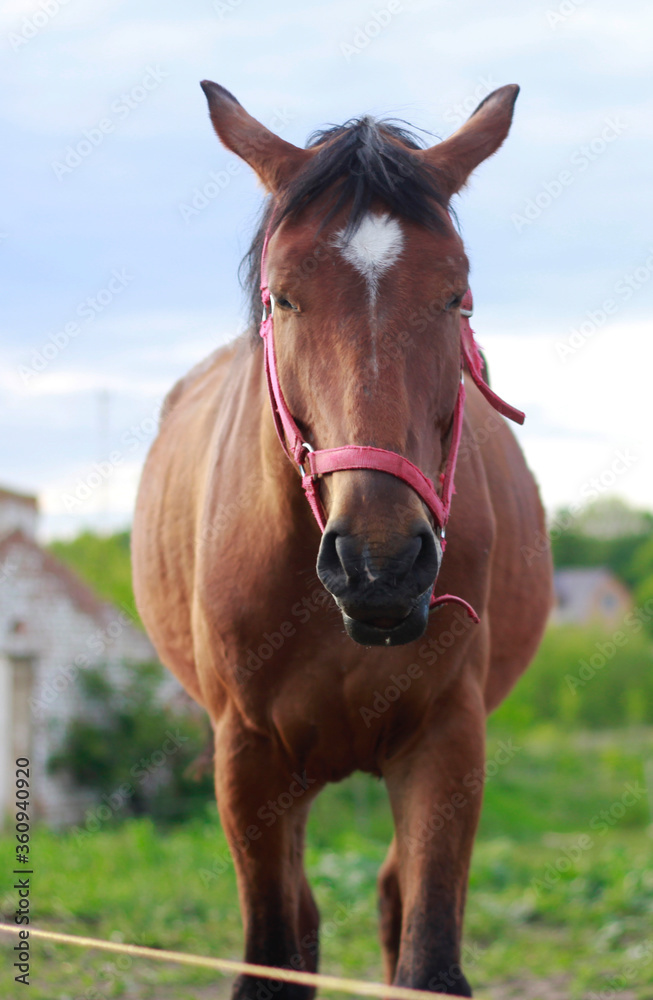 portrait of a horse