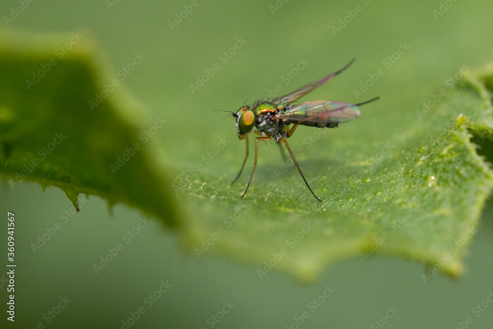 long legged fly (Condylostylus sipho) long legged fly (Condylostylus sipho)