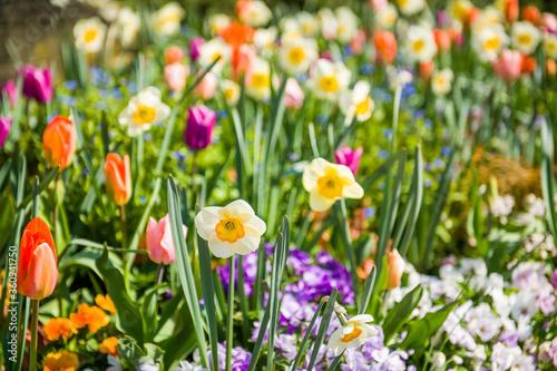 Beautiful close-up of spring garden with daffodils, tulips, lilacs and other spring flower lit by the warm spring sun