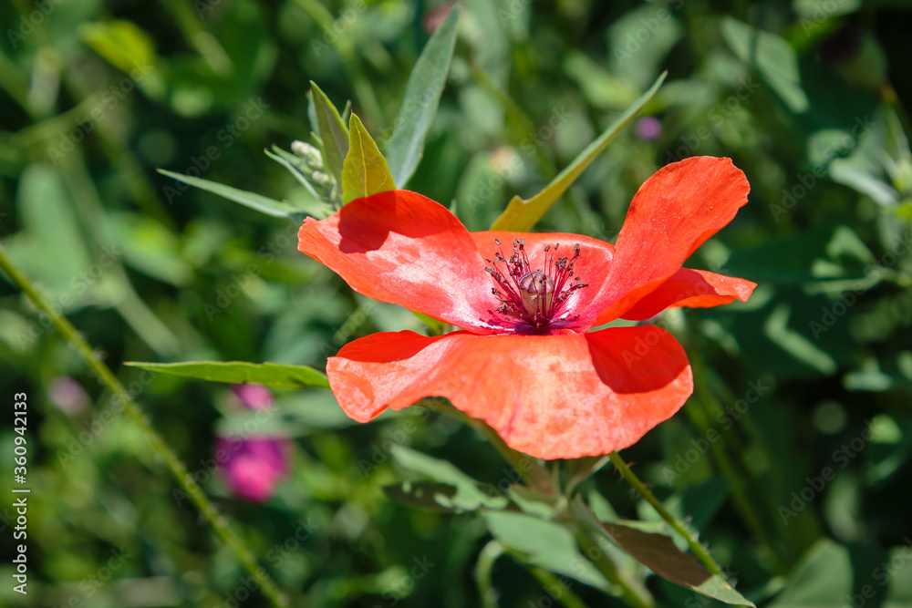 Klatschmohn (Papaver rhoeas) auf einer Wiese in Hessen. Sommer 2020. Klatschmohn (Papaver rhoeas) auf einer Wiese in Hessen. Sommer 2020.