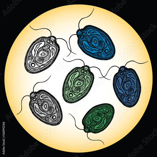 Vector drawing of parasitic bacteries chlamidia under microscope photo