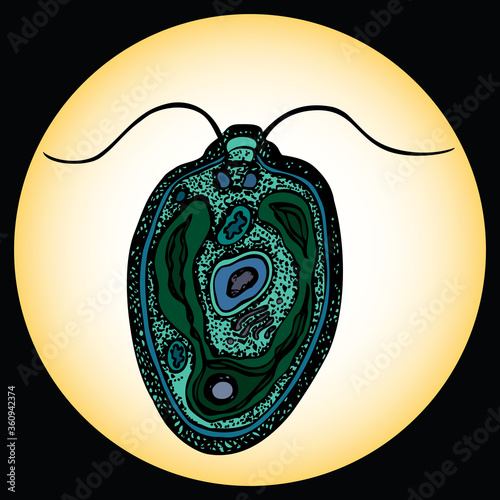 Vector image of parasitic bacteria chlamidia under microscope