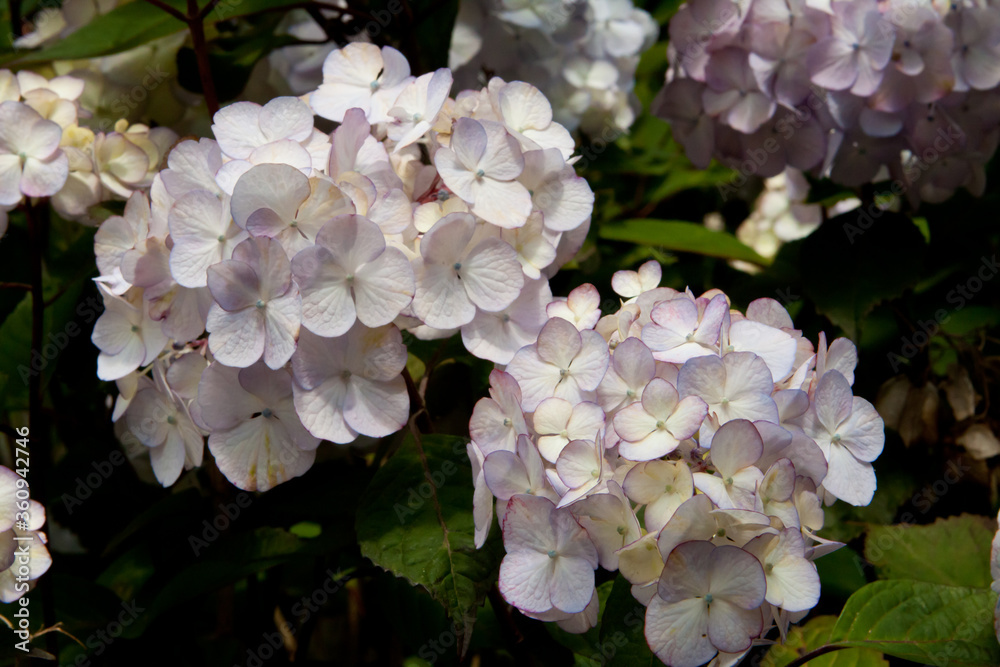 Pastel colored hydrangea flowers, sunlit close up Pastel colored hydrangea flowers, sunlit close up