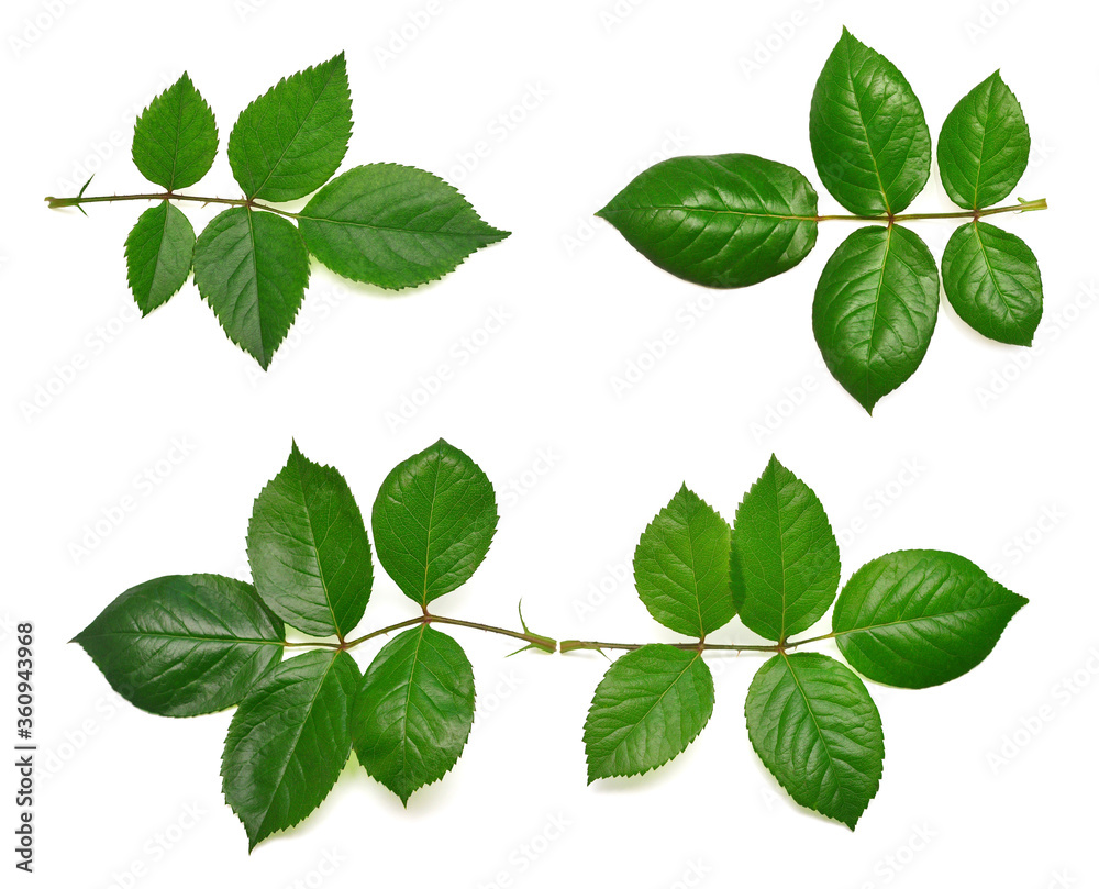 Collection branch rose leaf isolated on white background. Flat lay, top view Collection branch rose leaf isolated on white background. Flat lay, top view