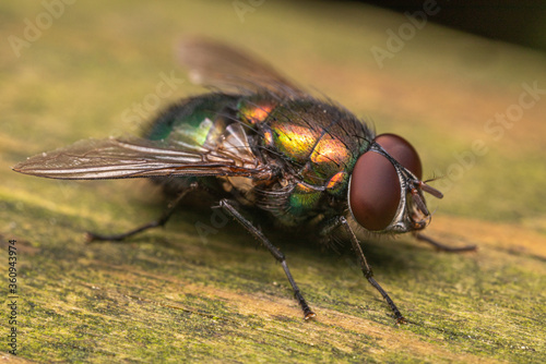 close up of a fly © Lorant