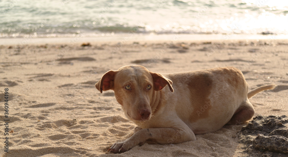 dog on the beach dog on the beach