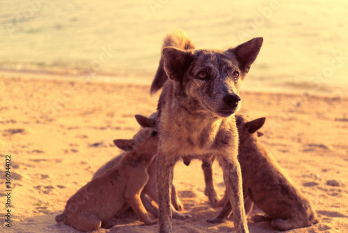 dog and puppies on the beach