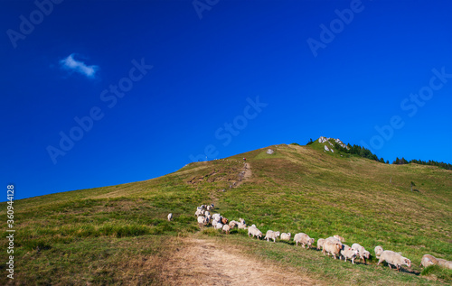 A beautiful landscape with the Red mountain peak, flock of sheep and calm sky.