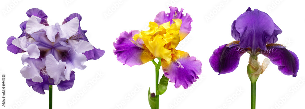 Collection of multicolored head irises flowers isolated on white background. Hello spring. Flat lay, top view. Object, studio, floral pattern Collection of multicolored head irises flowers isolated on white background. Hello spring. Flat lay, top view. Object, studio, floral pattern
