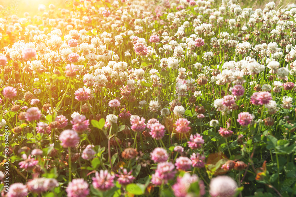 Fototapeta premium field of red clovers, summer flowers background