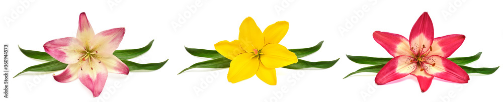 Collection lily flower isolated on white background Collection lily flower isolated on white background