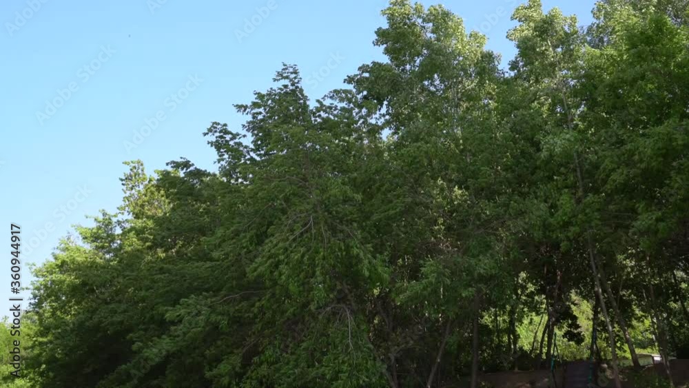 Wind swings the trees to the sides Wind swings the trees to the sides