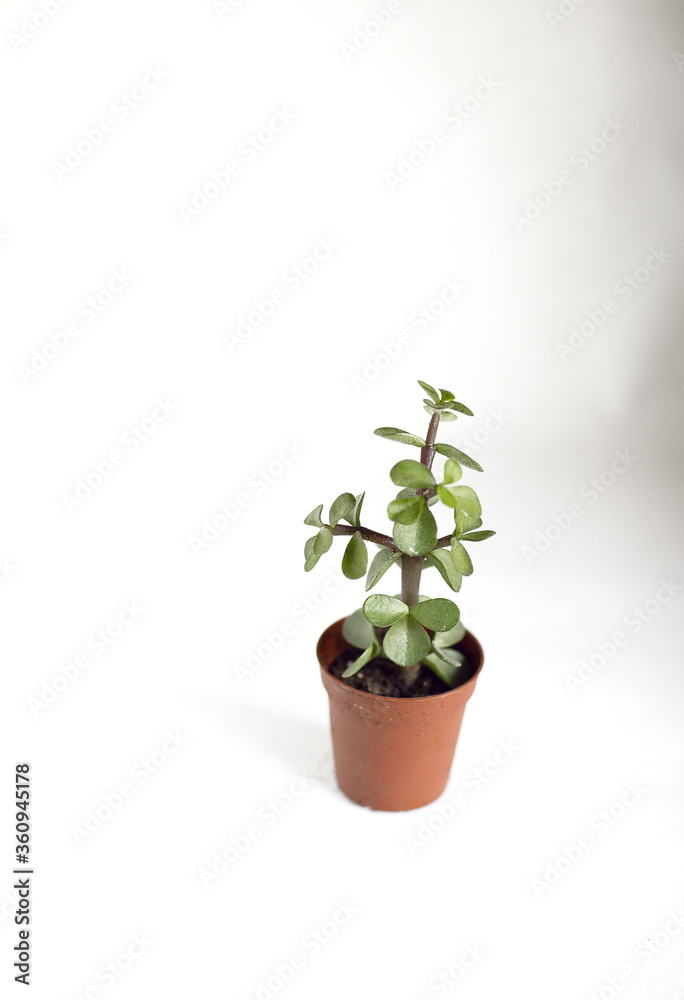 isolated succulent plant in white background