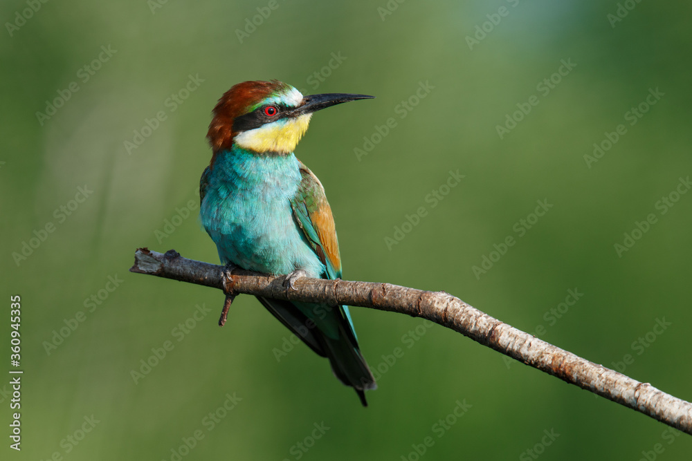 Golden bee-eater sitting on a branch Golden bee-eater sitting on a branch