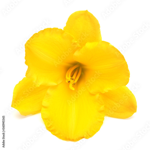 Yellow flower hemerocallis daylily isolated on a white background