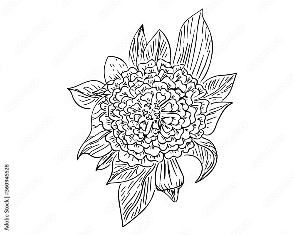 Obraz premium Zinnia Line Drawing 
